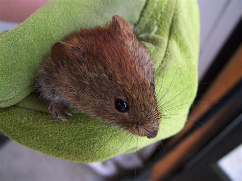 voles in idaho|Too Many Voles A Problem For Southern Idaho